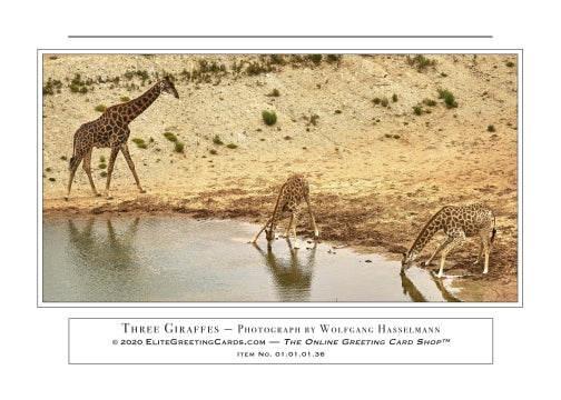 01.01.01.36—Three Giraffes