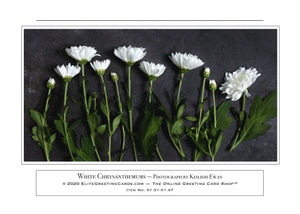 01.01.01.47—White Chrysanthemums