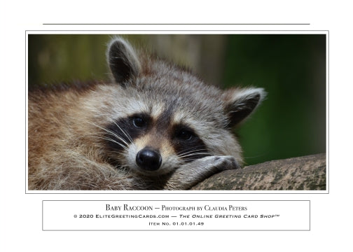 01.01.01.49—Baby Raccoon