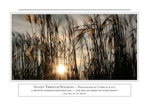 01.01.02.01—Sunset Through Seagrass