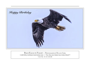 01.01.04.09—Bald Eagle in Flight