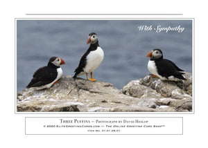 01.01.08.01—(Him) Three Puffins